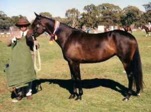 *Stockmans Gypsy* at Deniliquin Show Champion led ASH mare beat Canberra Royal Champion Supreme Champion Led ASH beat Barastoc ASH horse of the year Champion working ASH beat Prince of Wales Trophy winner