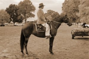 *Stockmans Gypsy* Winner Stockmans Turnout, Champion Led and first working ASH mare Victorian ASH Championship show.