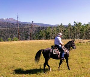 Bill riding Swagman in 2011 checking cattle in the high country in Colorado.