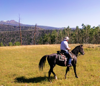 Bill riding Swagman in 2011 checking cattle in the high country in Colorado.